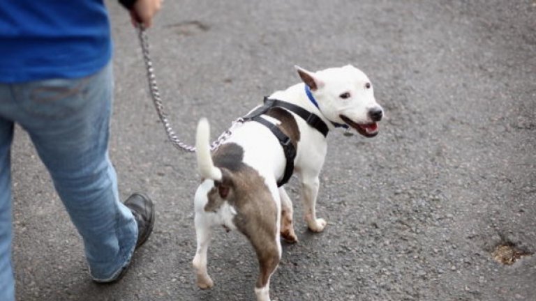 Семейна двойка и кучето им са намерени убити през 1998 г. в Сиатъл. По време на съдебния процес двамата заподозрени са изненадани от едно конкретно доказателство. Кучешка кръв е намерена по дрехите на подсъдимите. 

ДНК анализ показва, че тя е на убития домашен любимец - смесица между лабрадор и питбул. В заключителната си реч прокурорът отбелязва, че единственият свидетел, който не може да говори, е допринесъл за най-красноречивото доказателство.