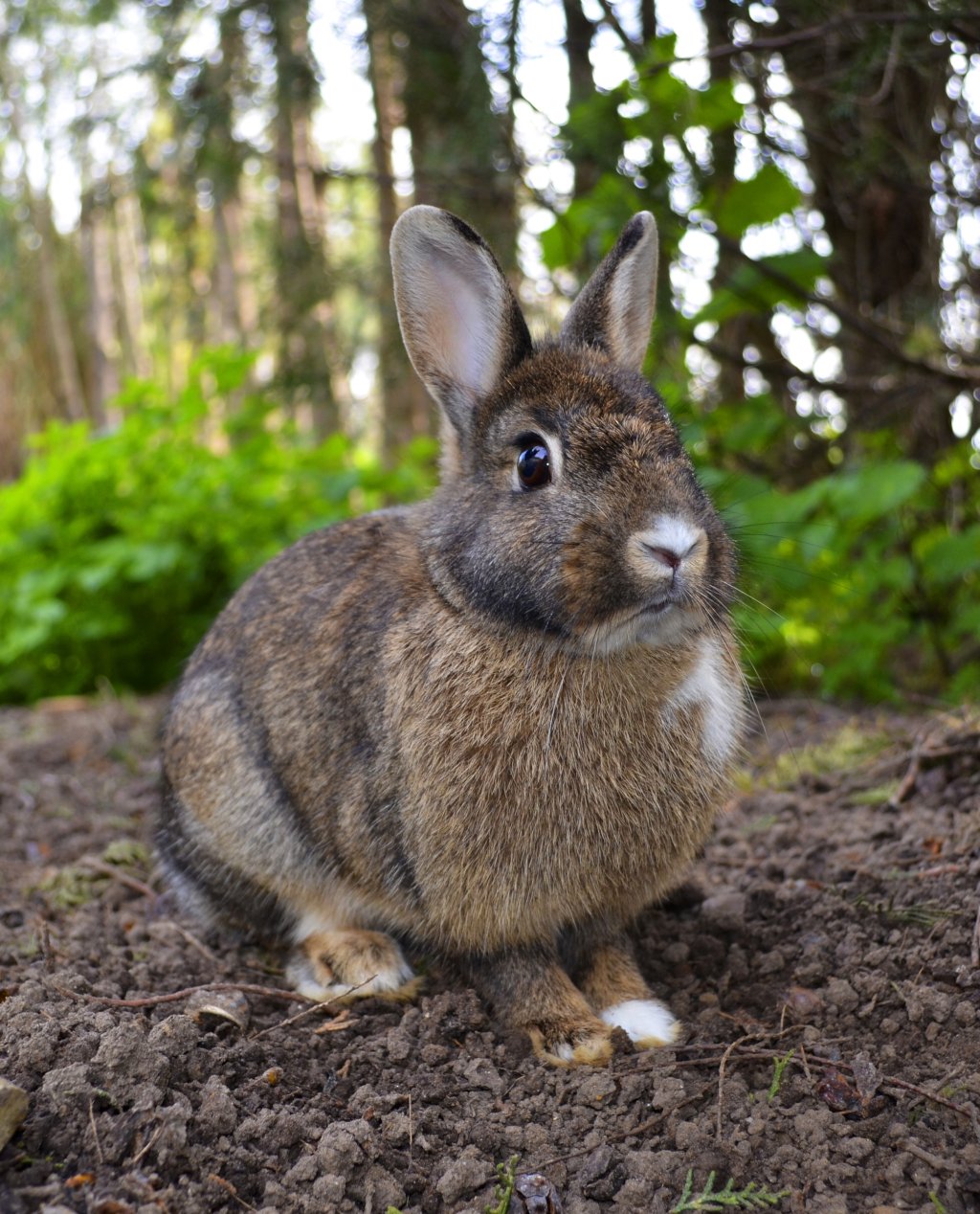 Oryctolagus_cuniculus_Rcdo