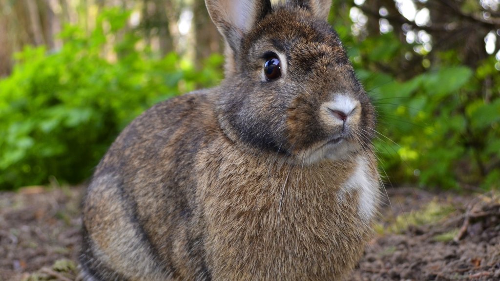Oryctolagus_cuniculus_Rcdo