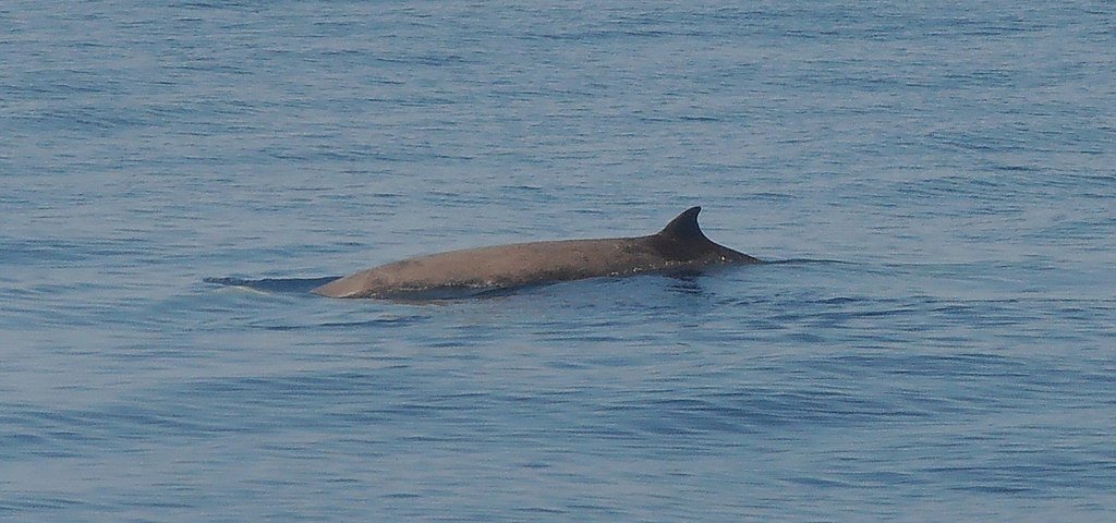 1024px-Ziphius_cavirostris_Mar_Ligure