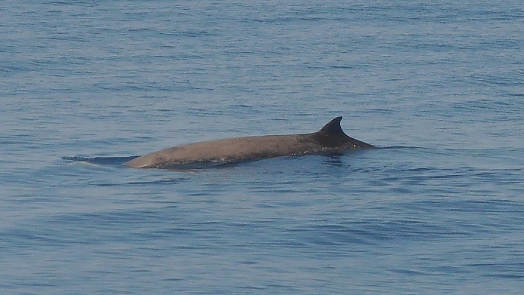 1024px-Ziphius_cavirostris_Mar_Ligure