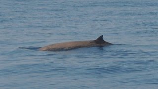 1024px-Ziphius_cavirostris_Mar_Ligure