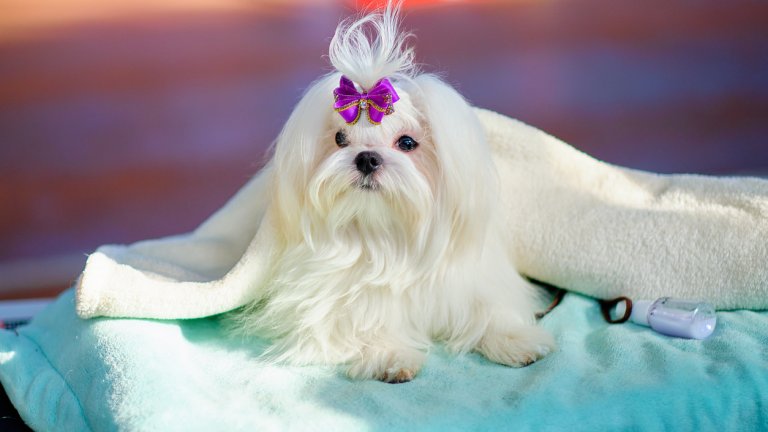 Малтийска болонкаАко си мечтаете за куче, което граничи с играчка и търпи ресане, прически и панделки, малтийската болонка е идеална. Тя е търпелива и кротка и обича да спи и да мързелува. Някои малтийски болонки дори не обичат да излизат навън на разходка и гледат да се приберат у дома си колкото се може по-бързо.