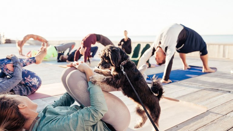 В Италия при йога вече ще могат да се ползват само възрастни кучета.
