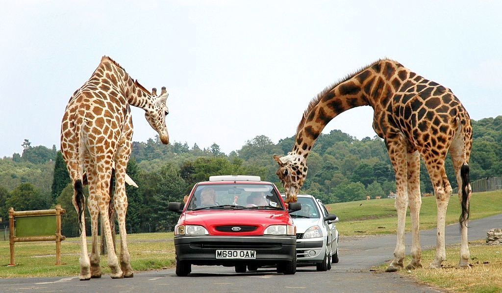 1024px-Giraffes_at_west_midlands_safari_park