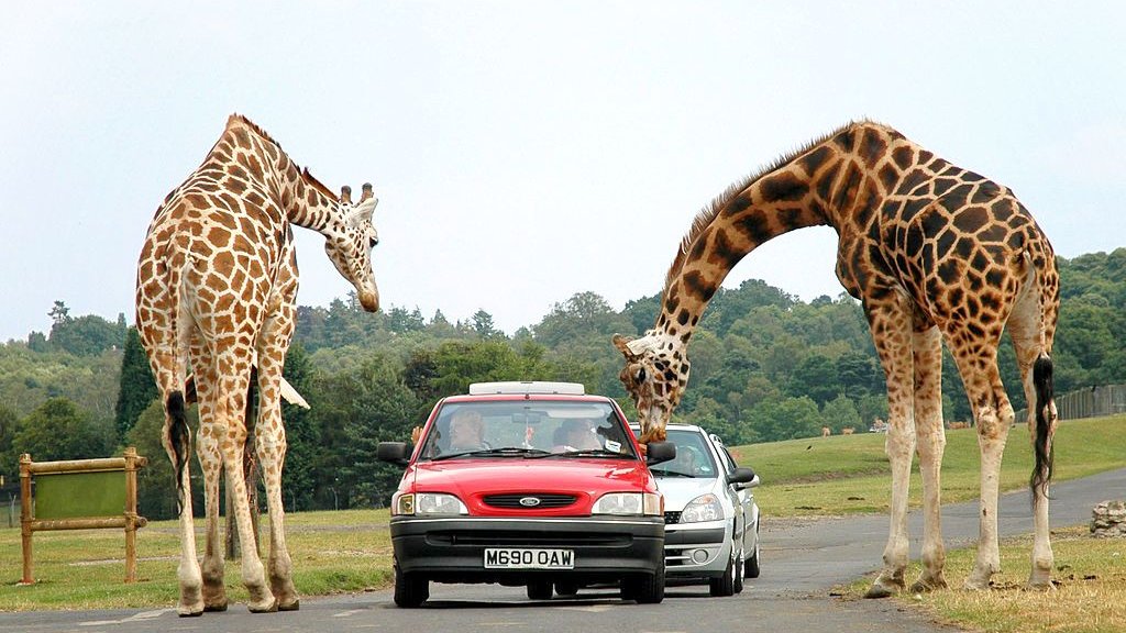 1024px-Giraffes_at_west_midlands_safari_park