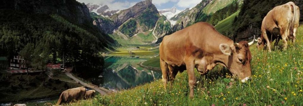 Swiss Cows