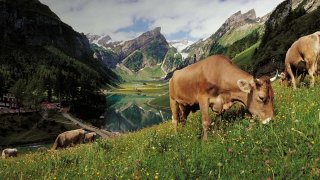 Swiss Cows