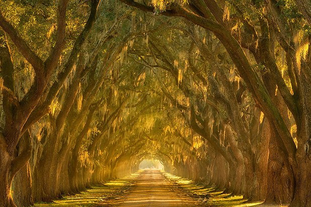 Дъбовата алея по поречието на река Мисисипи, щата Луизиана, САЩ