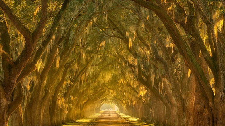 Дъбовата алея по поречието на река Мисисипи, щата Луизиана, САЩ