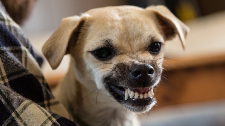 Ревнуват ли кучетата? Оказва се, че да