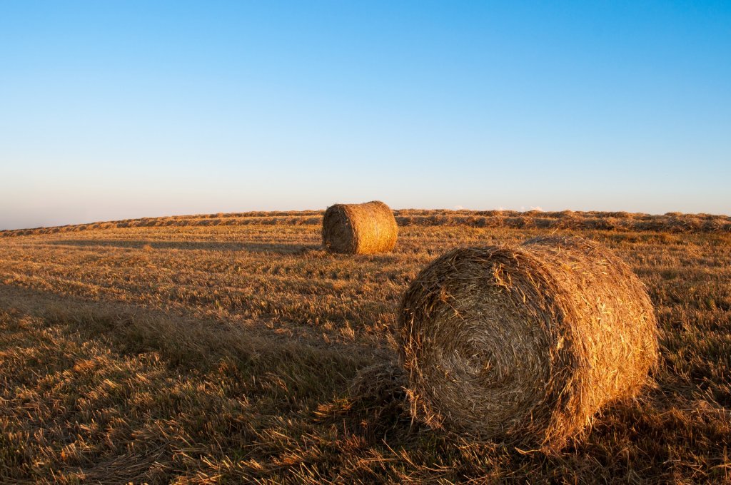 sky-field-agriculture-harvest
