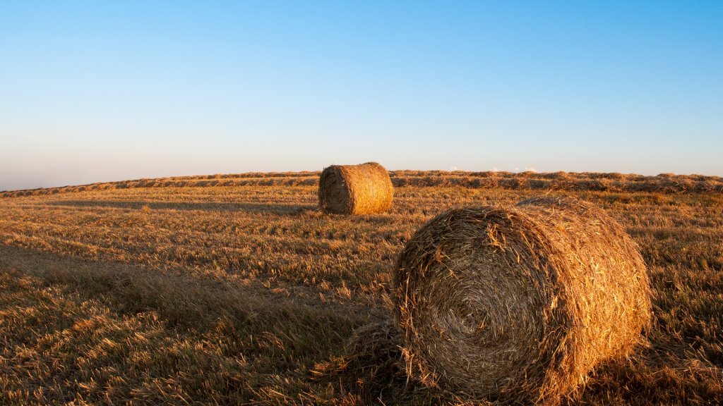 sky-field-agriculture-harvest