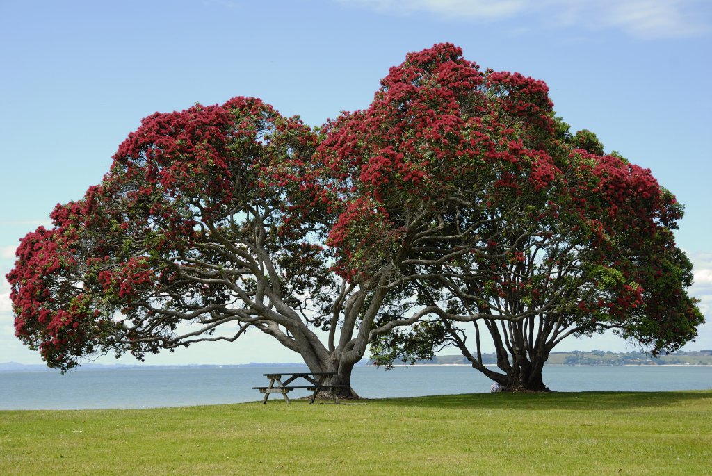 PohutukawaCornwallis