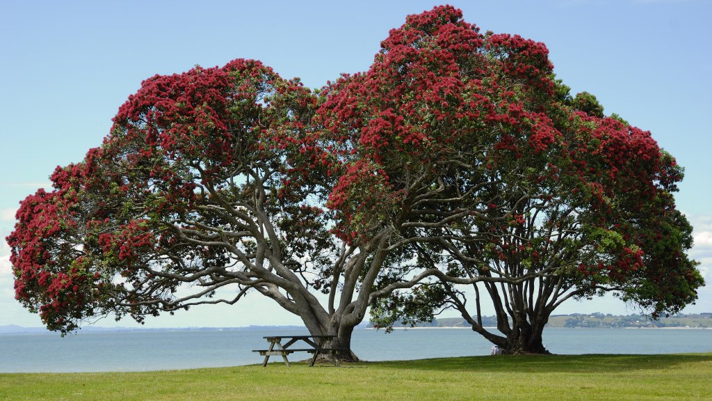 PohutukawaCornwallis