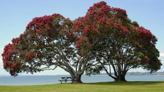 PohutukawaCornwallis
