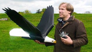 eagle robo