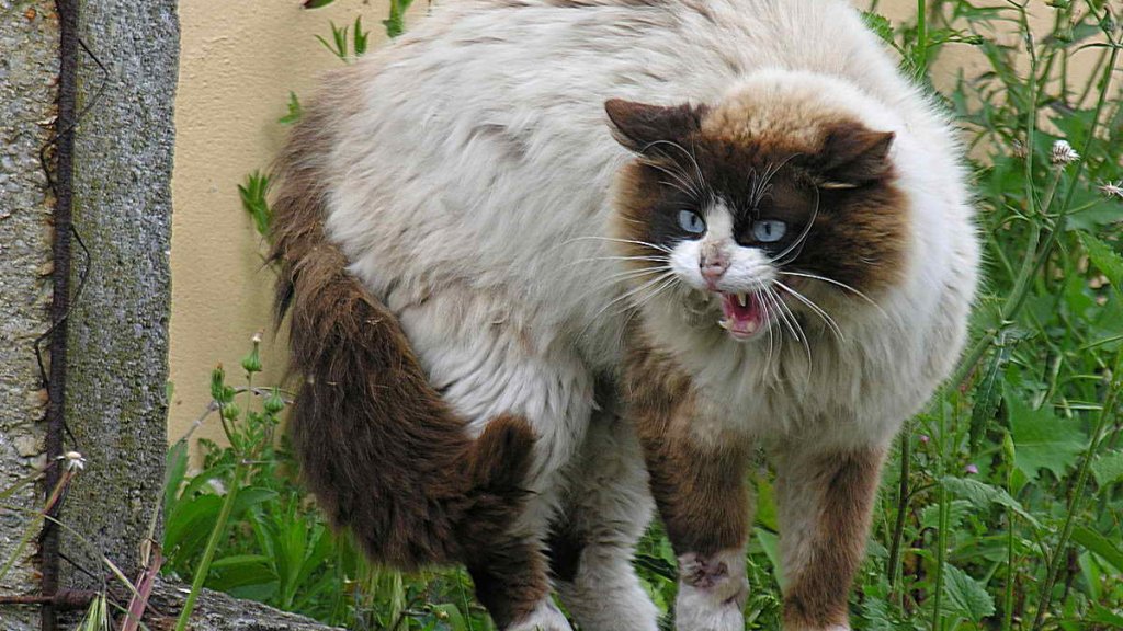 Gato_enervado_pola_presencia_dun_can