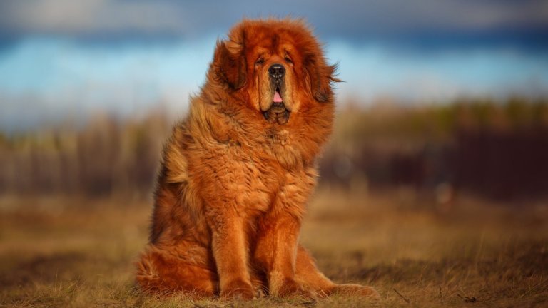 Златното кучеЗлатното куче е от гръцката митология и се нарича още Лелапс. То е създадено от бог Хефес и подарено на Зевс, за да го пази, тъй като митът гласи, че Лелапс никога не изпуска плячката си. Специалистите в областта на гръцката митология смята, че кучето си има реален първообраз – древна порода със златиста козина и едро тяло, подобна на тибетския мастиф.