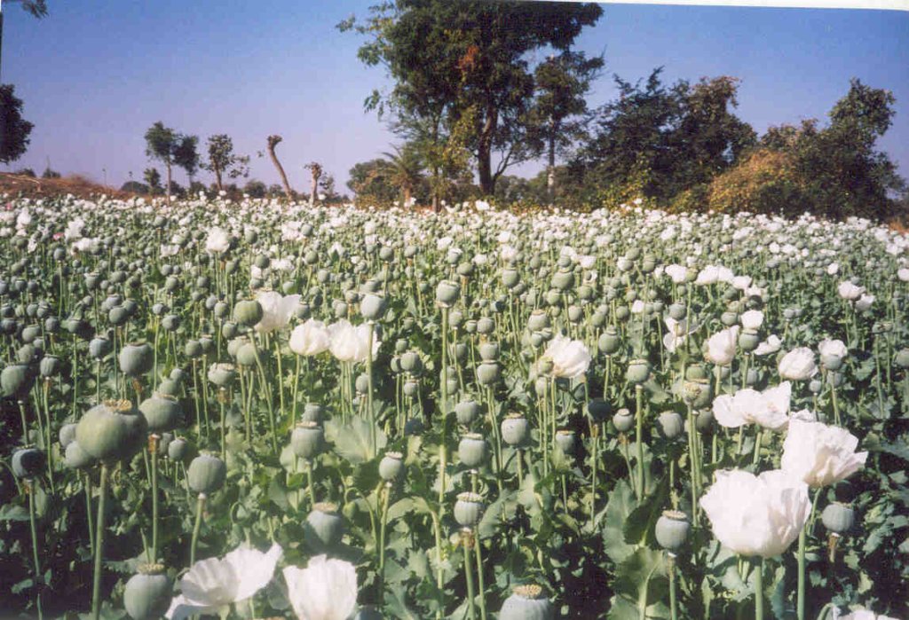 Malwapoppy