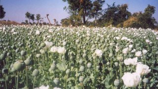 Malwapoppy