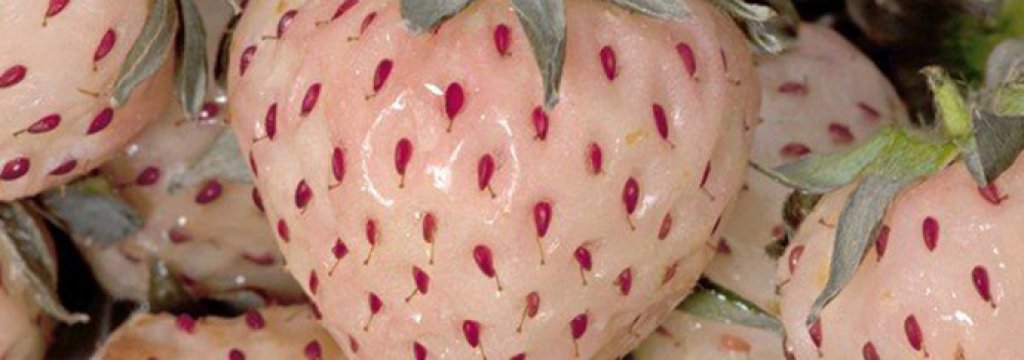 pineberry