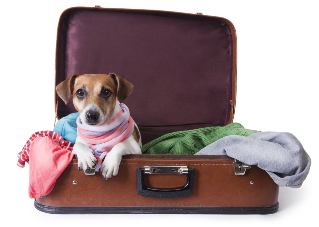 dog lying in a suitcase for traveling