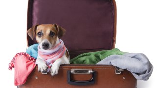 dog lying in a suitcase for traveling