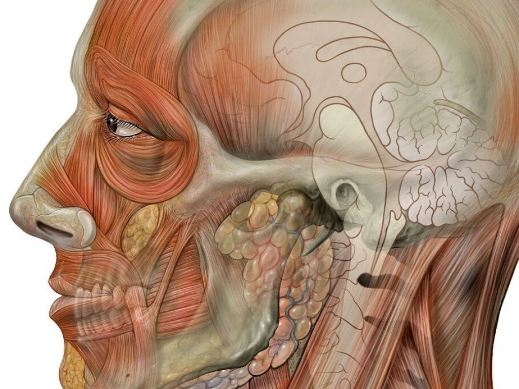 Head_face_detail_lateral