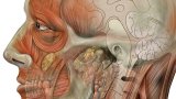 Head_face_detail_lateral