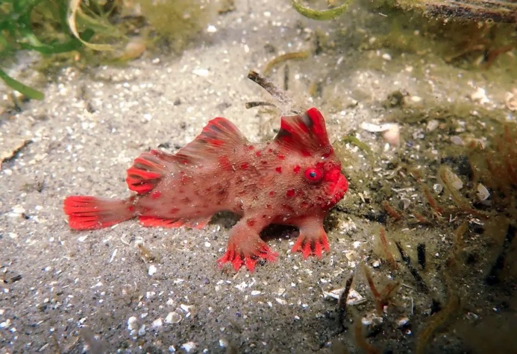red-handfish-l