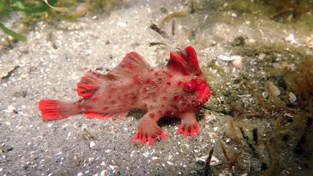 red-handfish-l