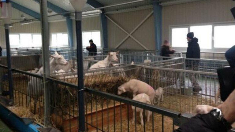 Лайфстайлът на Янукович (СНИМКИ)