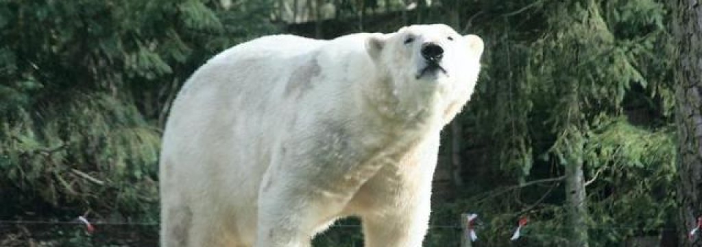 la-fleche.taiko-lours-polaire-nouveau-pensionnaire-du-zoo