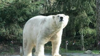 la-fleche.taiko-lours-polaire-nouveau-pensionnaire-du-zoo