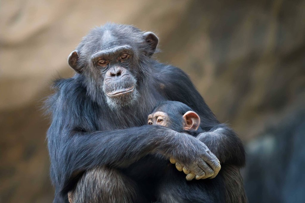 chimpanzee-drink