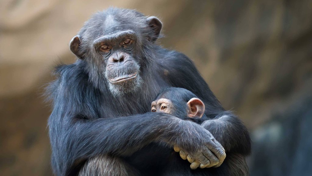 chimpanzee-drink