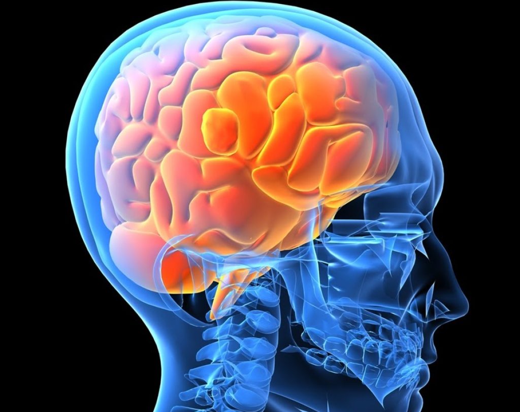 human-brain