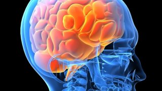 human-brain