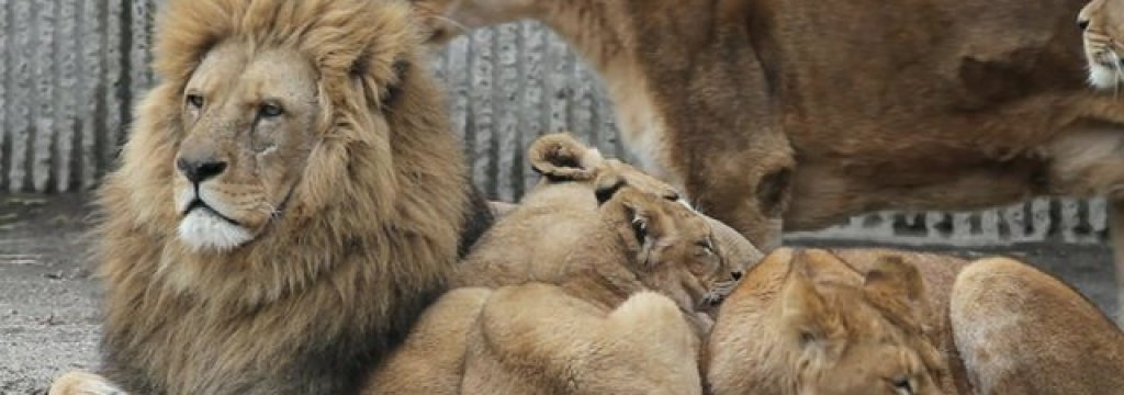 lion zoo