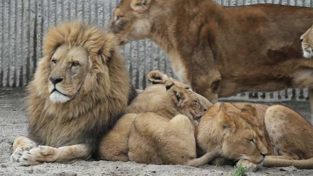 lion zoo
