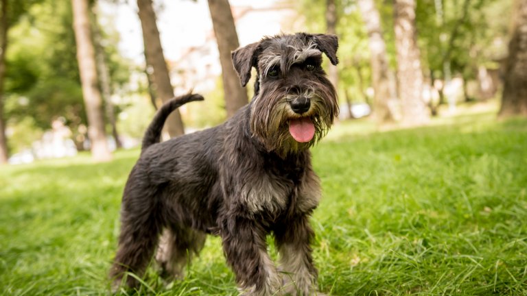 ШнауцерШнауцерите може и да обичат игрите, тичането и приключенията, но са и кротки и покорни кучета. Породата е интелигентна и със силна интуиция, подобна на тази у котките. Затова и безпогрешно усещат кога и какво им е позволено и кога прекрачват границите.