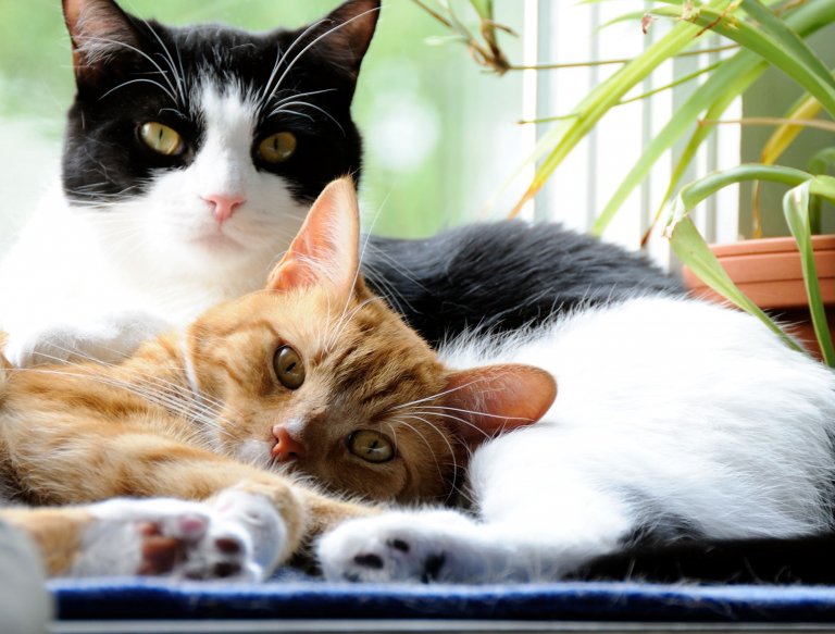 С допир котките се социализират и показват привързаност.