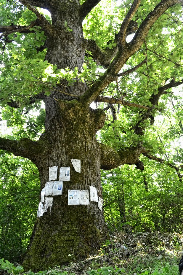 Окиченият с белеещи се некролози дъб е най-старото дърво тук. Разкривените му клони се протягат към небесата, сякаш се опитват да измолят прошка за мъртвите