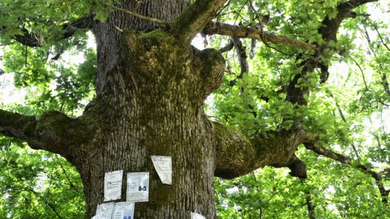 Окиченият с белеещи се некролози дъб е най-старото дърво тук. Разкривените му клони се протягат към небесата, сякаш се опитват да измолят прошка за мъртвите