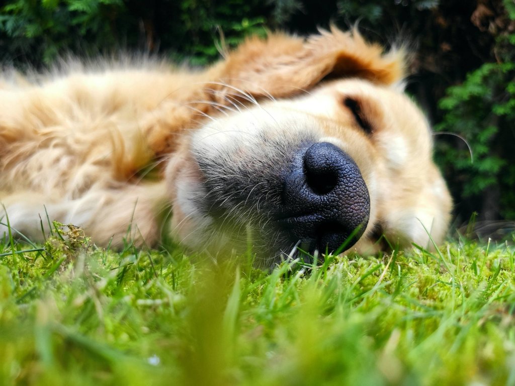 aleksandra-saluga-yP2fN7QKetY-unsplash