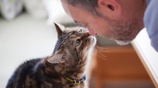 котка
