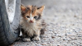 бездомните животни коте улична котка