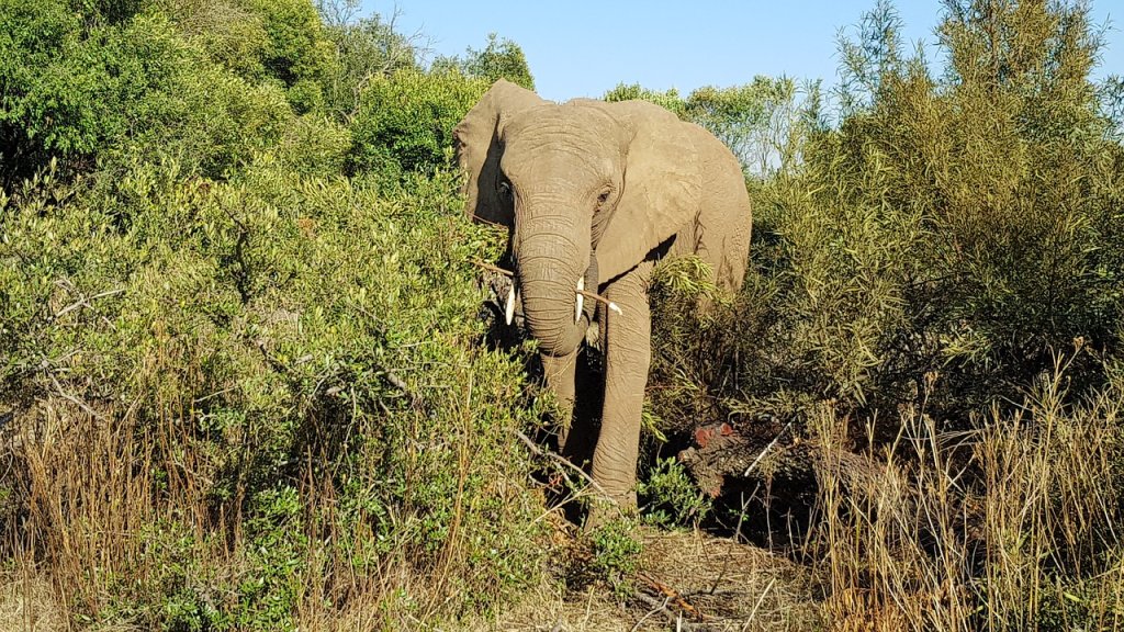 elephant-2919248_1280