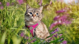 Възможно е това да се окаже страхотна идея за вашия Пухчо